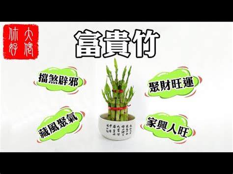 開運竹 風水|開運竹風水禁忌與擺放位置指南：助你提升家居風水、。